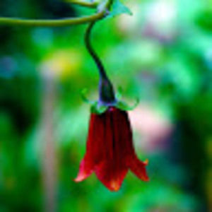 Meet your Posher, Mary julie